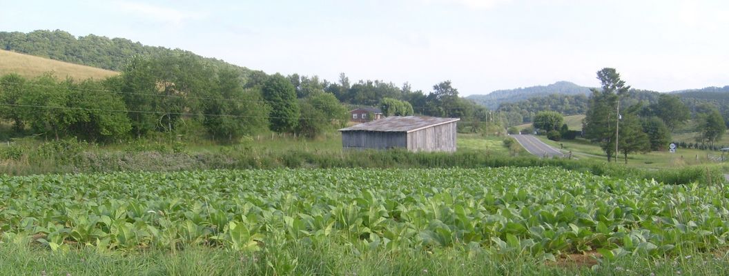 Volney - Tobacco Patch
Burley Tobacco has been a staple of the New River Agricultural economy since the 1940s.  The road in the right of the photo is Virginia 16.  Photo July 11, 2007 by Jeff Weaver.
