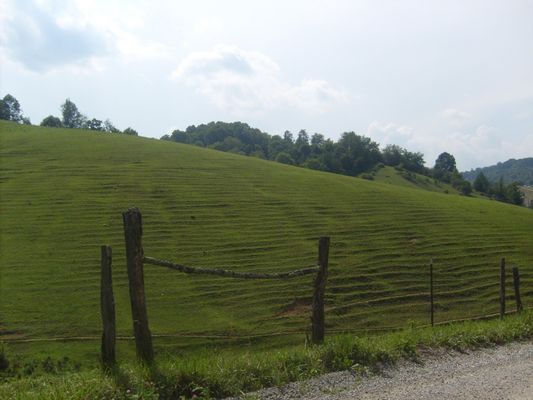 Holly Ridge - Pasture
This photo July 18, 2007 by Jeff Weaver.  It shows a well worn pasture.  Note the slight terracing of the land.  This is caused by cattle walking around the hill, which creates these topography patterns.
