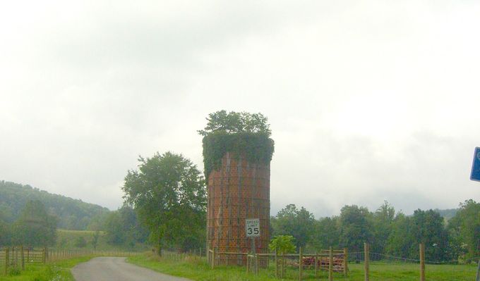 Stoney Battery - Tree - n - a Silo
Yet another tree growing inside an abandoned silo.  Photo July 20, 2007 by Jeff Weaver.
