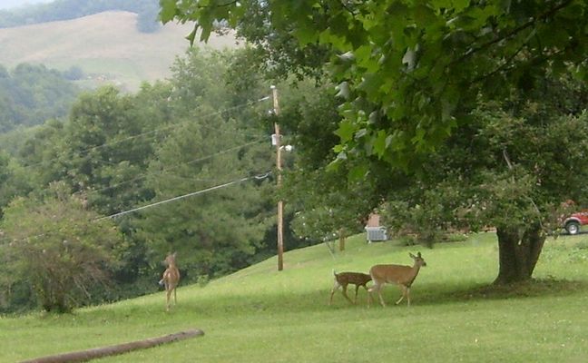 Scratch Gravel - Deer Playing
Photo July 20, 2007 by Jeff Weaver
