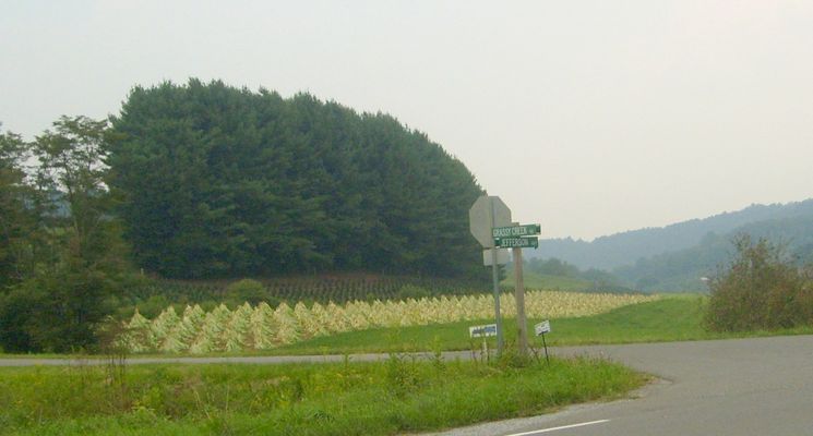 Grassy Creek - Tobacco Harvest Time
Photo by Jeff Weaver September 2007.
