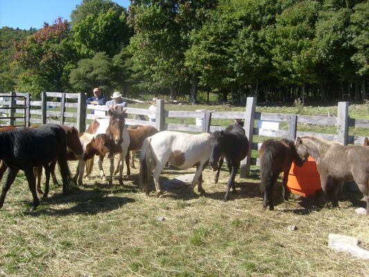 Grayson Highlands State Park - Ponies
This September 29, 2007 photo by Jeff Weaver, sh0ws some of the ponies rounded up for the annual horse auction by the Rugby Rescue Squad for their annual fund raiser and to thin the heard that roams the mountains.
