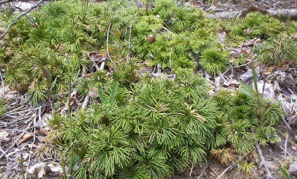 plant.jpg
This is a sample of alpine flora located on Whitetop Mountain.  This image was made of the Smyth county side of the county line by Jeff Weaver, 2003.
