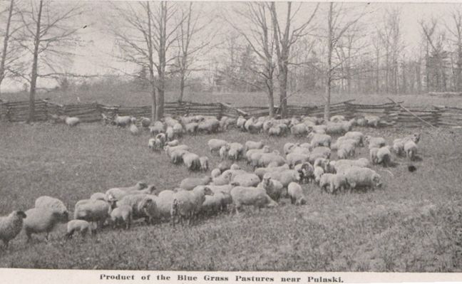 pulaskisheep.jpg
This 1916 photograph shows a sheep farm in Pulaski, Virginia.
