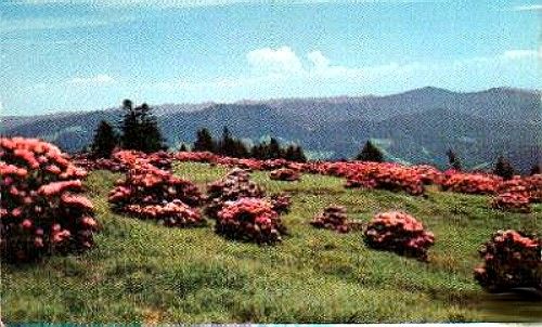 Roan Mountain - Rhododendron
Roan Mountain claims the world's largest display of rhododendron in bloom.  Check out their [url=http://www.roanmountain.com/]Website[/url]  From a 1960s postcard.
