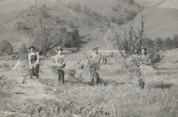 spencersharvest.jpg
Glen, Victor, and Bud Spencer harvesting grain. Uncle Blake couldn't see well enough to recognize the fourth man.  Courtesy of Eleanor Jo Cox [email]ejcox@naxs.com[/email]

