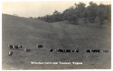tazewellcattle20s.jpg
This is from a 1920s era postcard.  It shows the typical Appalachian whitefaced cattle.  Whitefaced cattle are generally [url=http://www.ansi.okstate.edu/breeds/cattle/polledhereford/index.htm]Polled Herefords[/url]
