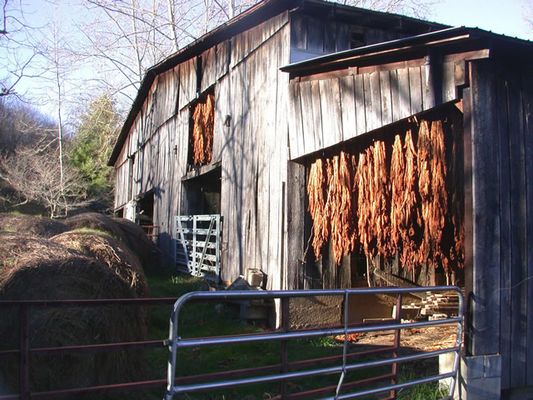 tobaccobarnmofw.jpg
Typical scene in the fall, tobacco is hung in barns to dry until ready for market.
