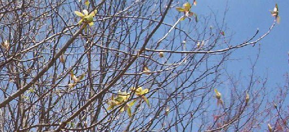 tuliptree.jpg
This image made high on Whitetop Mountain by Jeff Weaver, spring 2003.
