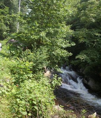tumblingcreekfalls2.jpg
Located near Saltville, VA in Washington county, VA.  This photo by Jeff Weaver, summer 2003.
