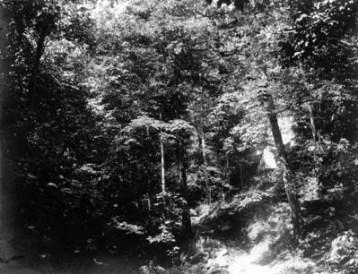 Saltville - White Rock Creek
Dense foliage in Clinch sandstone gorge of Whiterock Creek, one mile north of Maccrady Gap. Abingdon quadrangle. Virginia. No date, but circa 1910.  From the U.S. Geological Survey. 
