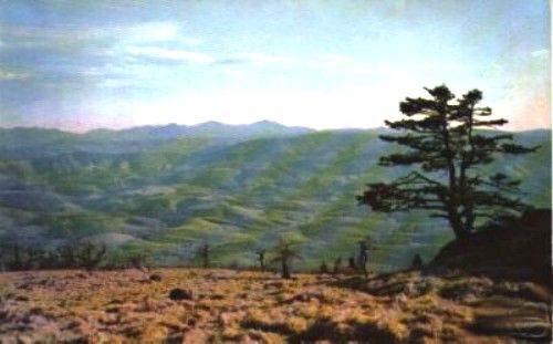 whitetopsouth.jpg
This 1950s postcard shows the view to the South from the summit of Whitetop mountain.
