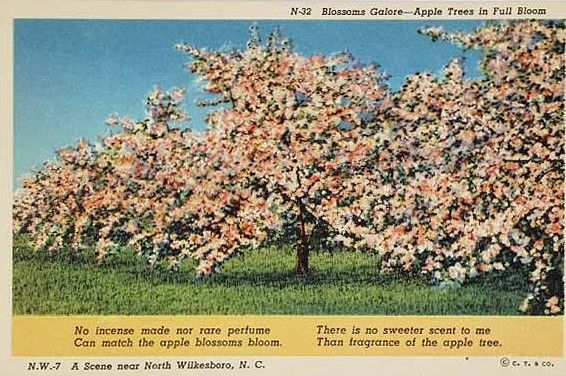 wilkesapples.jpg
The Brushy Mountain section of Wilkes County, next to the Alexander County line, is noted for fruit.  This is a postcard view of apple trees in blossom.
