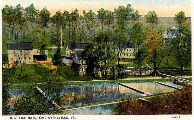 Wytheville - Fish Hatchery
This is a 1922 postcard view.
