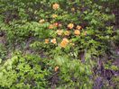 000_0652.JPG