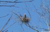 Filename=GREATBLUEHERONCROP2.jpg
Filesize=73KiB
Dimensions=800x513
Date added=Mar 31, 2008 GREATBLUEHERONCROP2.jpg