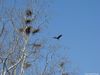 Filename=GREATBLUEHERONSONSANDERSFARM039.jpg
Filesize=100KiB
Dimensions=800x600
Date added=Mar 25, 2008 GREATBLUEHERONSONSANDERSFARM039.jpg
