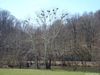 Filename=GREATBLUEHERONSONSANDERSFARM062.jpg
Filesize=130KiB
Dimensions=800x600
Date added=Mar 25, 2008 GREATBLUEHERONSONSANDERSFARM062.jpg
