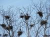 Filename=GREATBLUEHERONSONSANDERSFARM067.jpg
Filesize=148KiB
Dimensions=800x600
Date added=Mar 25, 2008 GREATBLUEHERONSONSANDERSFARM067.jpg