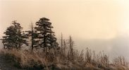 WhitetopMt.hoarfrost.jpg
