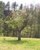 Filename=appletree.jpg
Filesize=54KiB
Dimensions=327x407
Date added=Jan 16, 2006 appletree.jpg