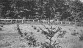 Filename=balsam.jpg
Filesize=12KiB
Dimensions=250x145
Date added=Jan 18, 2006 balsam.jpg