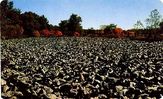 cabbagewatauga.jpg