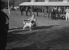 dogshow8.jpg