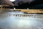 Filename=ducksjan1963.jpg
Filesize=71KiB
Dimensions=800x538
Date added=Feb 08, 2007 ducksjan1963.jpg