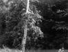 Filename=mccreadygapfoilage.jpg
Filesize=312KiB
Dimensions=700x536
Date added=Apr 10, 2008 mccreadygapfoilage.jpg
