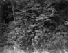 Filename=mccreadygaprhodys.jpg
Filesize=326KiB
Dimensions=700x543
Date added=Apr 10, 2008 mccreadygaprhodys.jpg