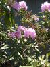 Filename=pics 083.jpg
Filesize=411KiB
Dimensions=950x1267
Date added=May 21, 2007 pics 083.jpg