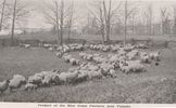 Filename=pulaskisheep.jpg
Filesize=109KiB
Dimensions=824x508
Date added=Feb 04, 2006 pulaskisheep.jpg