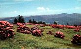 roanmtnrhody.jpg