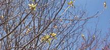 Filename=tuliptree.jpg
Filesize=67KiB
Dimensions=594x272
Date added=Jan 18, 2006 tuliptree.jpg