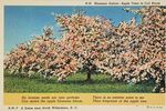 Filename=wilkesapples.jpg
Filesize=108KiB
Dimensions=566x376
Date added=Feb 06, 2006 wilkesapples.jpg