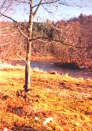 The North Fork of the New River near Weaver's Ford, Ashe County, North Carolina: 
View is looking to the southwest from the east bank of the river
