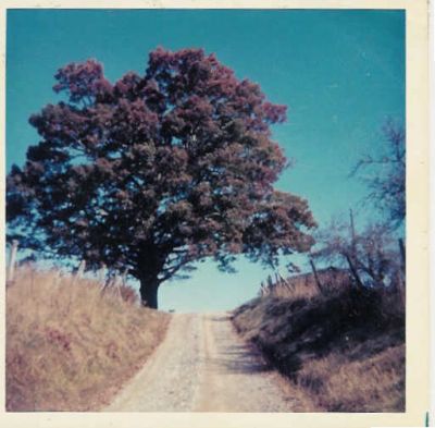 Click to view full size image
==============
The Big Oak Tree
This oak tree stood at the intersection of Guffy Road (now Big Oak Lane) and Hwy 601, at the farm of Grover Cleveland Russell. Martha Luticia Ross Russell married James Fleming Russell and moved to the farm just after the Civil war and she said that the oak tree was the size of a stove pipe when she moved there. This photo was taken by Pamela Russell Kepley about 1975.
The Big Oak Tree
This oak tree stood at the intersection of Guffy Road (now Big Oak Lane) and Hwy 601, at the farm of Grover Cleveland Russell. Martha Luticia Ross Russell married James Fleming Russell and moved to the farm just after the Civil war and she said that the oak tree was the size of a stove pipe when she moved there. This photo was taken by Pamela Russell Kepley about 1975.