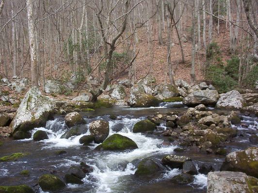 Tumbling Cove - Big Tumbling Creek
Photo March 30, 2007 by Jeff Weaver
