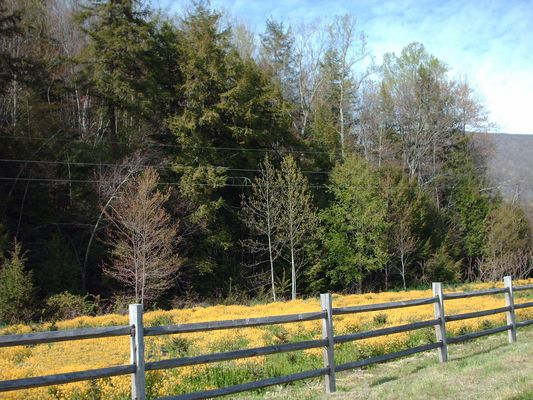 Picture 116.jpg
Photo April 30, 2006 by Jeff Weaver.
