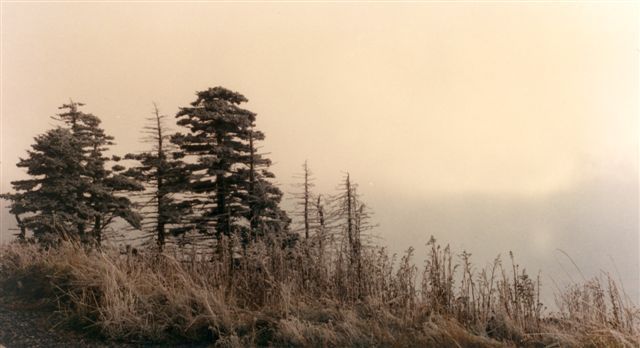 WhitetopMt.hoarfrost.jpg
This is a photo taken after a hoar frost.  Photo courtesy of David Arnold [email]david.arnold@adelphia.net[/email].
