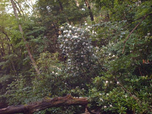 july2006pic 017.jpg
Photo July 14, 2006 by Jeff Weaver
