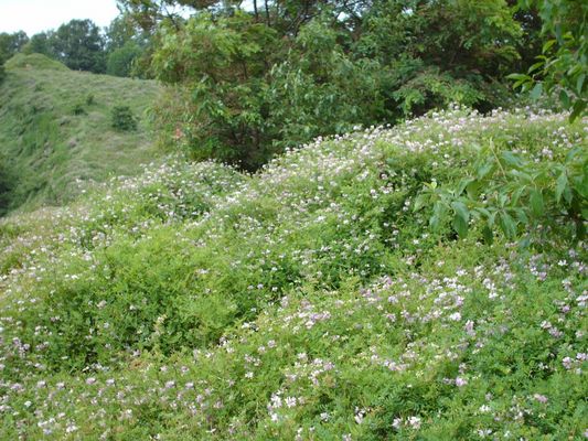 july2006pic 041.jpg
This photo was taken July 22, 2006.  These vines were popular sources of food in the days when hogs were allowed to run wild in the forest in the early days of Appalachian settlement.
