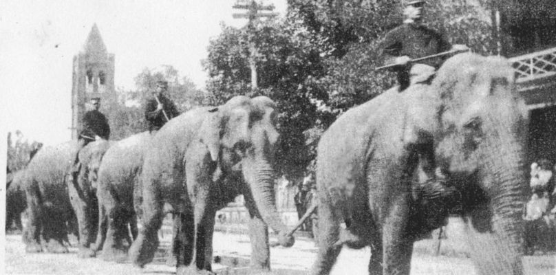 marioncircus1910.jpg
This is a circa 1910 photo of circus elephants parading down South Main stree in Marion.  Royal Oak Presbyterian Church's spire may be seen in the background.
