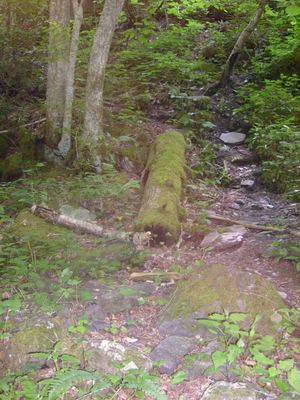 Konnarock - Mossy Log
This moss covered log was found lying beside Whitetop Laurel Creek, near the Virginia Creeper Trail.  Photo July 4, 2007 by Jeff Weaver.
