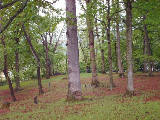 pic 024.jpg
This photo was taken May 10, 2006 by Jeff Weaver.
