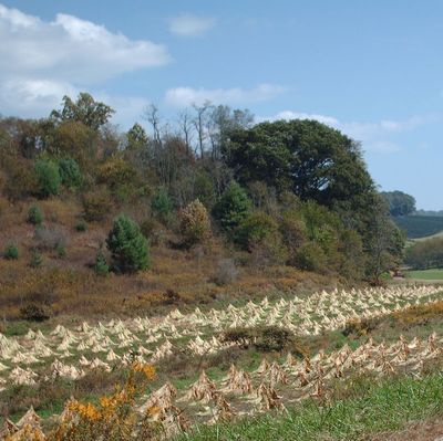 pics 217.jpg
This photo shows shocked tobacco ready to go in the barn. Photo October 4, 2006 by Jeff Weaver.
