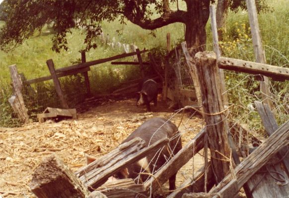 pigs.jpg
A view of a typical hog pen in the area.  Nearly every family kept hogs.  Photo by Jeff Weaver, July 1978
