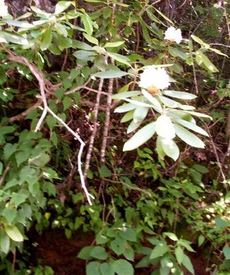 rhodendron1.jpg
This photo was taken on Tumbling Creek near Saltville, VA summer 2003.  Photo by Jeff Weaver
