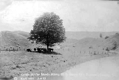 russellcocattle.jpg
This is a 1931 photo of some cattle at the Stuart Land and Cattle Company.
